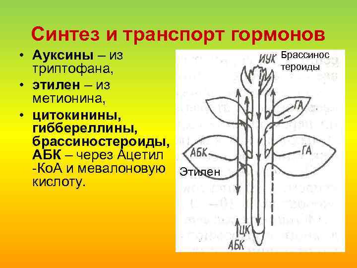 Влияние фитогормонов на растения. Гормон ауксин у растений. Фитогормоны для цветов. Синтез и транспорт гормонов. Фитогормон ауксин.