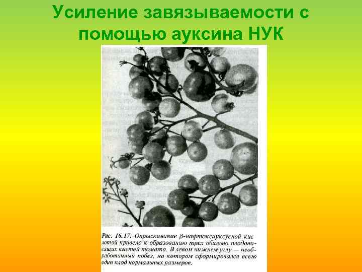 Усиление завязываемости с помощью ауксина НУК 