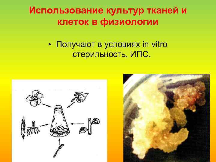 Использование культур тканей и клеток в физиологии • Получают в условиях in vitro стерильность,