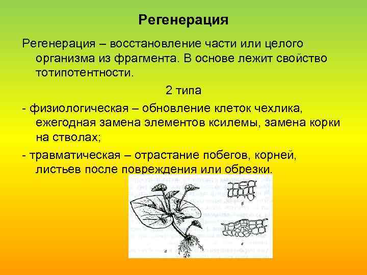 Регенерация – восстановление части или целого организма из фрагмента. В основе лежит свойство тотипотентности.