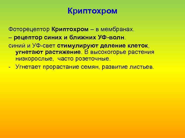 Криптохром Фоторецептор Криптохром – в мембранах. – рецептор синих и ближних УФ-волн. синий и