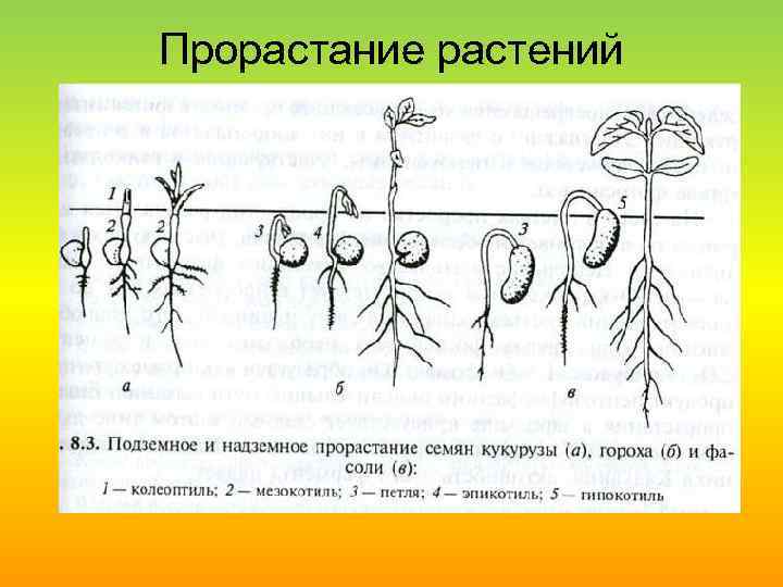 Развитие растения из семени рисунок