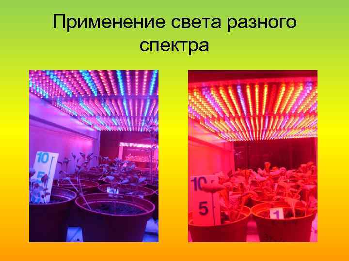 Применение света разного спектра 