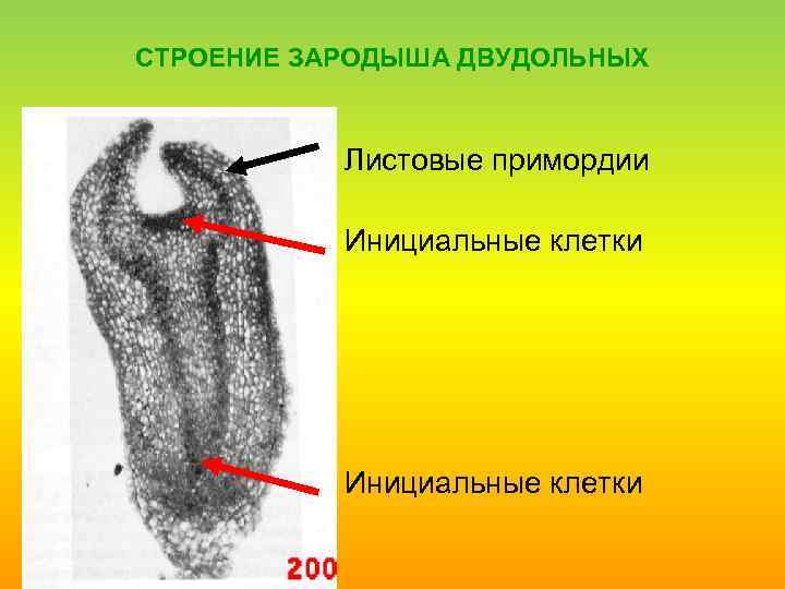 СТРОЕНИЕ ЗАРОДЫША ДВУДОЛЬНЫХ Листовые примордии Инициальные клетки 