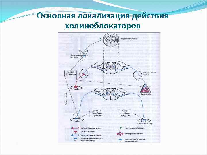 Схема эфферентной иннервации