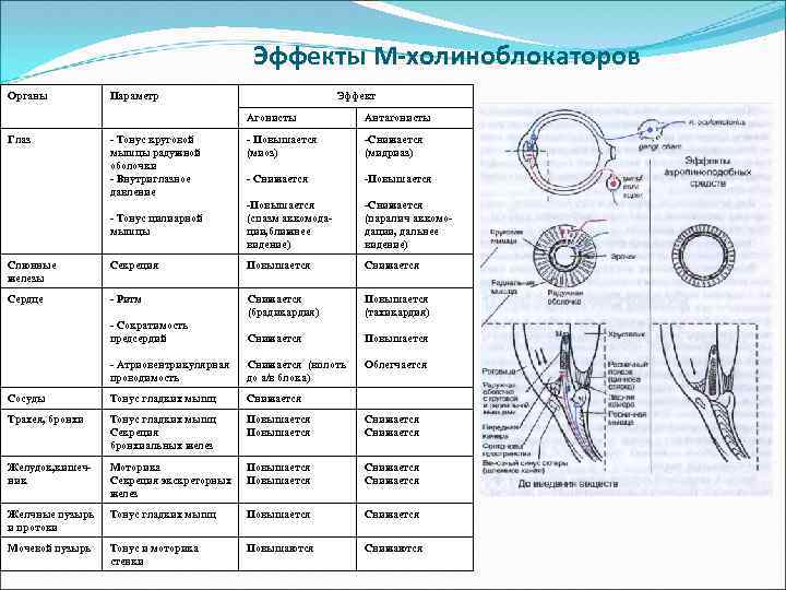 Эффекты М-холиноблокаторов Органы Параметр Эффект Агонисты Антагонисты - Повышается (миоз) -Снижается (мидриаз) - Снижается