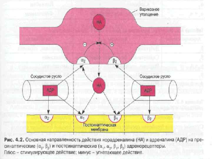 Схема эфферентной иннервации фармакология