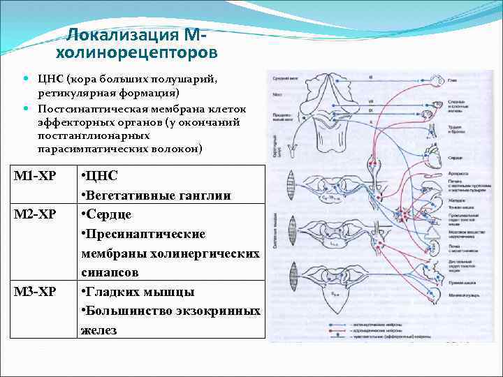 Локализация Мхолинорецепторов ЦНС (кора больших полушарий, ретикулярная формация) Постсинаптическая мембрана клеток эффекторных органов (у