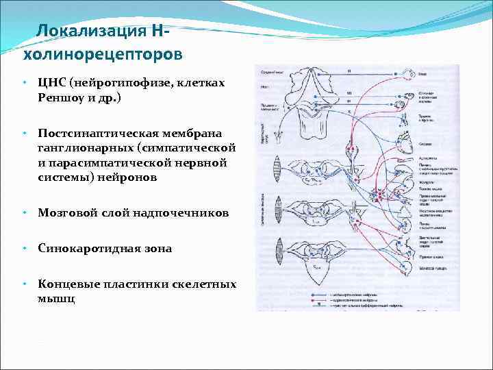 Локализация Нхолинорецепторов • ЦНС (нейрогипофизе, клетках Реншоу и др. ) • Постсинаптическая мембрана ганглионарных