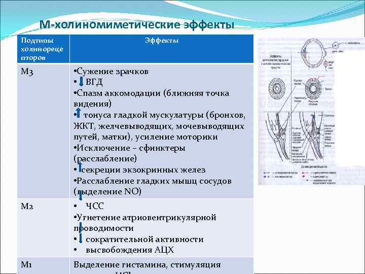 М-холиномиметические эффекты Подтипы холинореце пторов Эффекты М 3 • Сужение зрачков • ВГД •