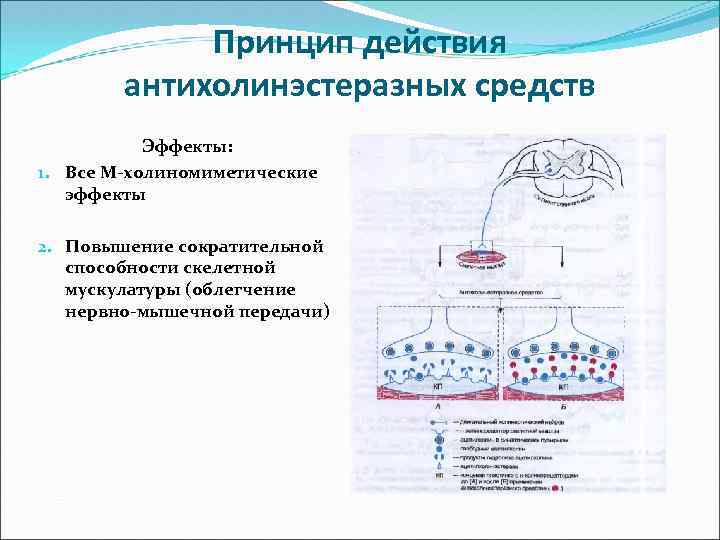 Принцип действия антихолинэстеразных средств Эффекты: 1. Все М-холиномиметические эффекты 2. Повышение сократительной способности скелетной