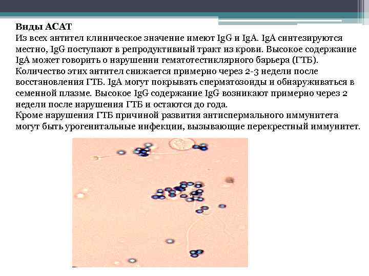 Виды АСАТ Из всех антител клиническое значение имеют Ig. G и Ig. A синтезируются