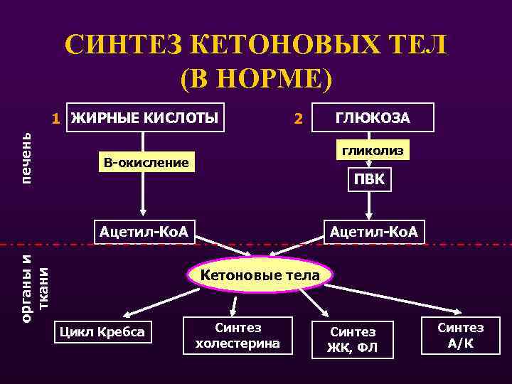 СИНТЕЗ КЕТОНОВЫХ ТЕЛ (В НОРМЕ) печень 1 ЖИРНЫЕ КИСЛОТЫ 2 ГЛЮКОЗА гликолиз В-окисление ПВК