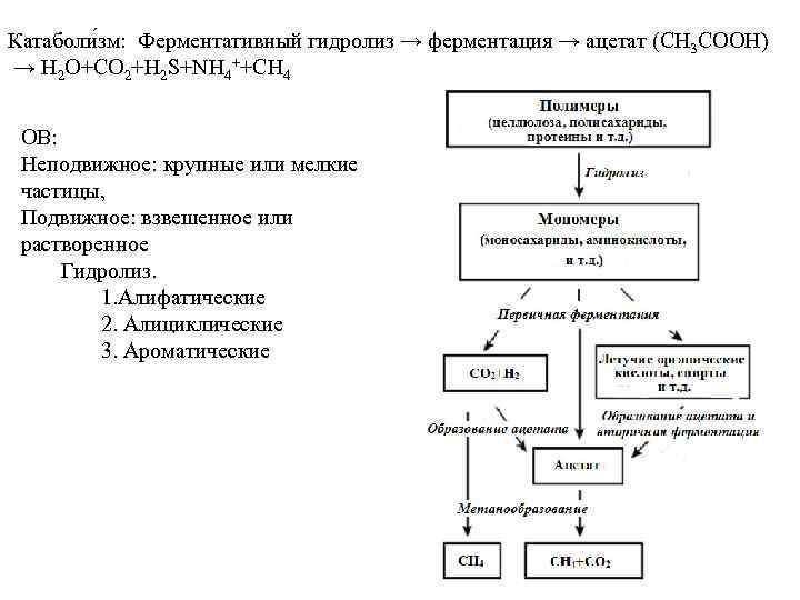 Катаболи зм: Ферментативный гидролиз → ферментация → ацетат (CH 3 COOH) → H 2