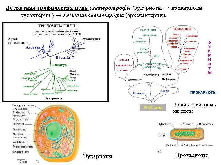 Детритная трофическая цепь : гетеротрофы (эукариоты → прокариоты эубактерии ) → хемолитоавтотрофы (архебактерии). Рибонуклеиновые