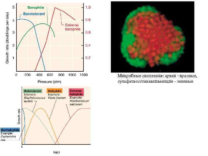 Микробные скопления: археи –красные, сульфатвосстанавливающие - зеленые 