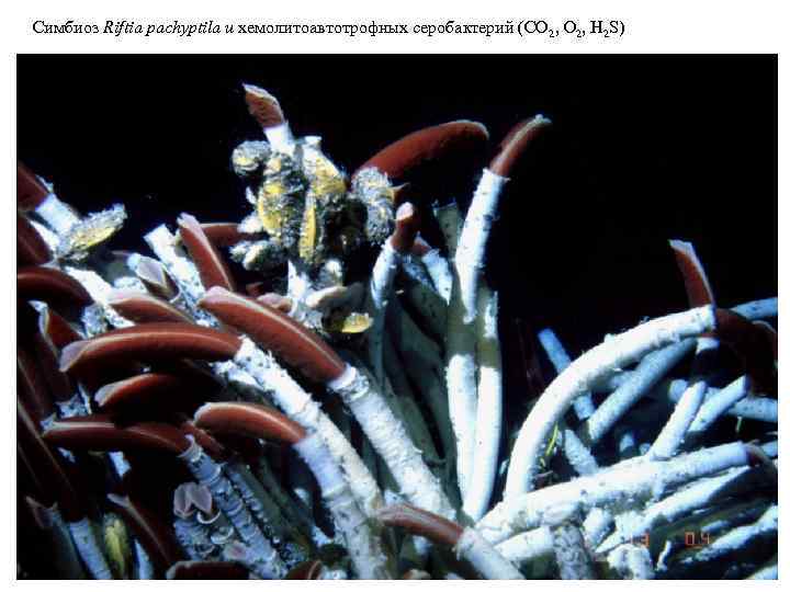 Симбиоз Riftia pachyptila и хемолитоавтотрофных серобактерий (CO 2, H 2 S) 