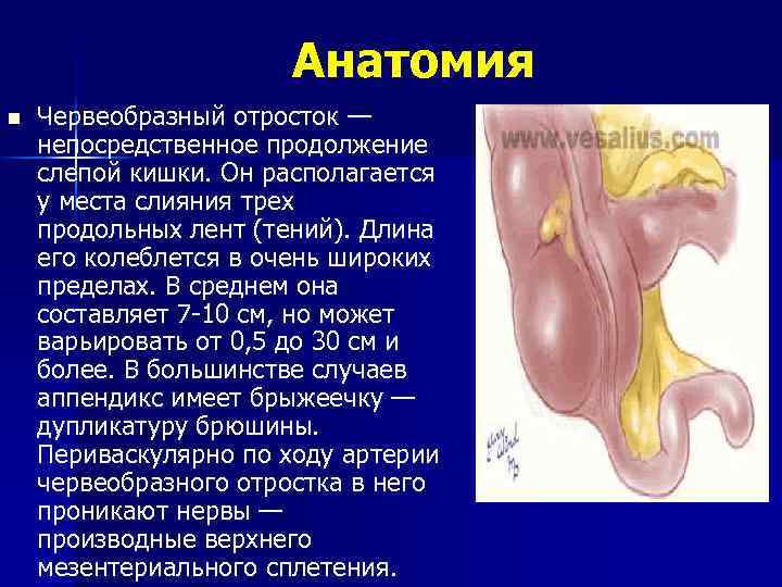 Анатомия n Червеобразный отросток — непосредственное продолжение слепой кишки. Он располагается у места слияния