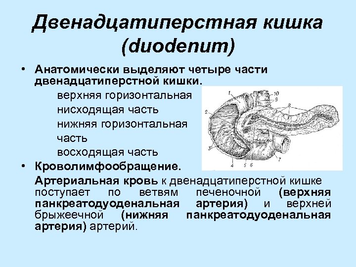 12 перстная кишка процессы. 12 Перстная кишка анатомия. Постбульбарный отдел 12 перстной кишки.