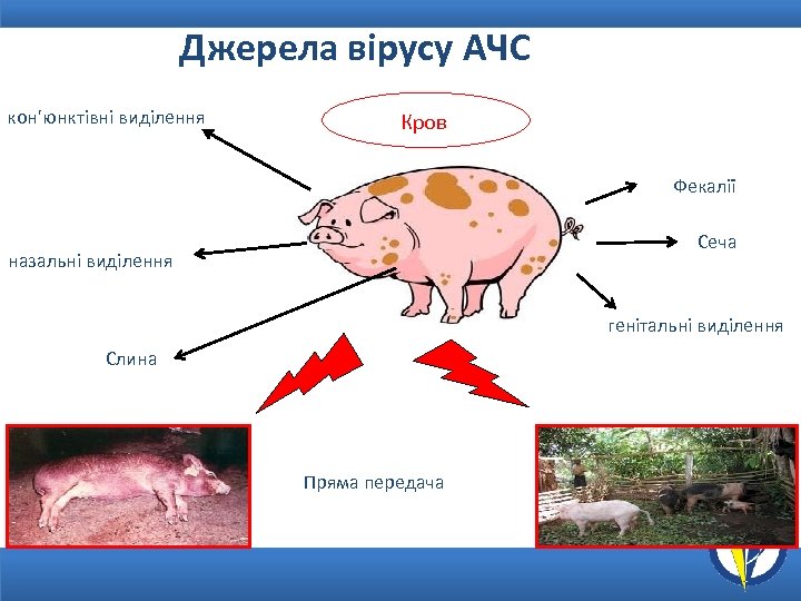Джерела вірусу АЧС кон'юнктівні виділення Кров Фекалії Сеча назальні виділення генітальні виділення Слина Пряма
