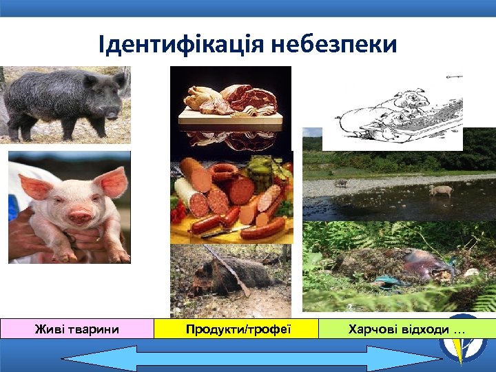 Ідентифікація небезпеки Живі тварини Продукти/трофеї Харчові відходи … 