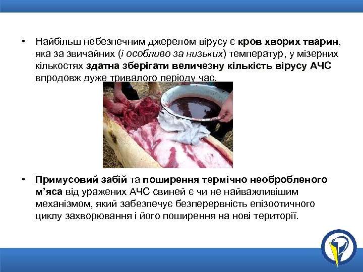  • Найбільш небезпечним джерелом вірусу є кров хворих тварин, тварин яка за звичайних