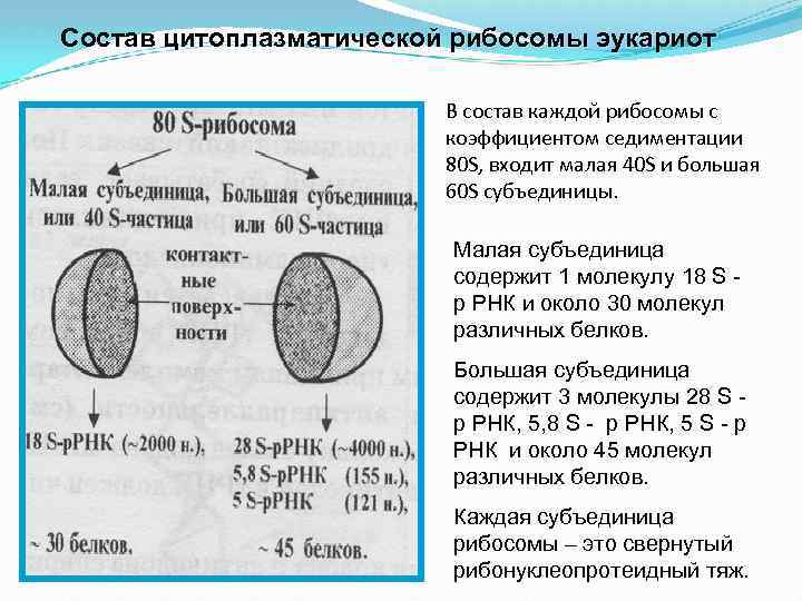 Рибосомы эукариот состоят из