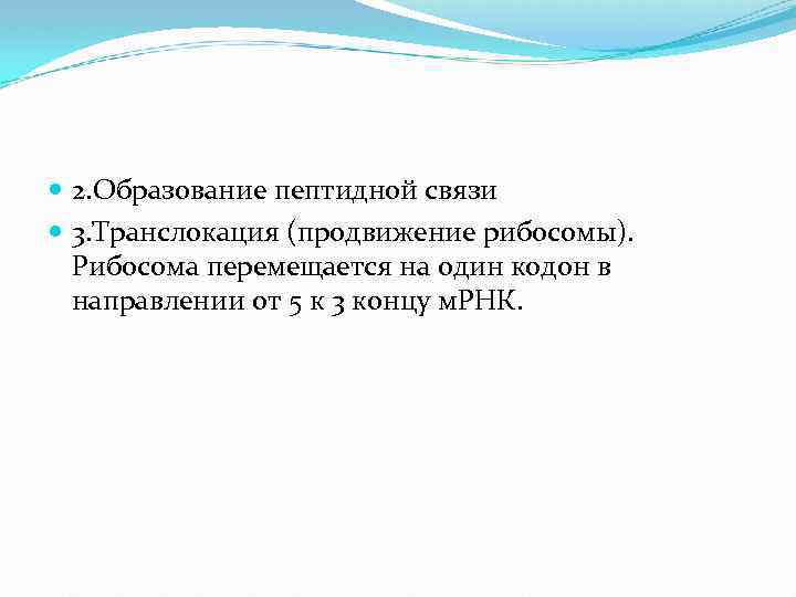  2. Образование пептидной связи 3. Транслокация (продвижение рибосомы). Рибосома перемещается на один кодон