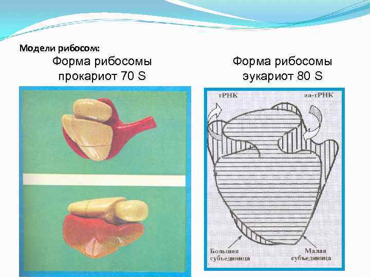 Модели рибосом: Форма рибосомы прокариот 70 S Форма рибосомы эукариот 80 S 