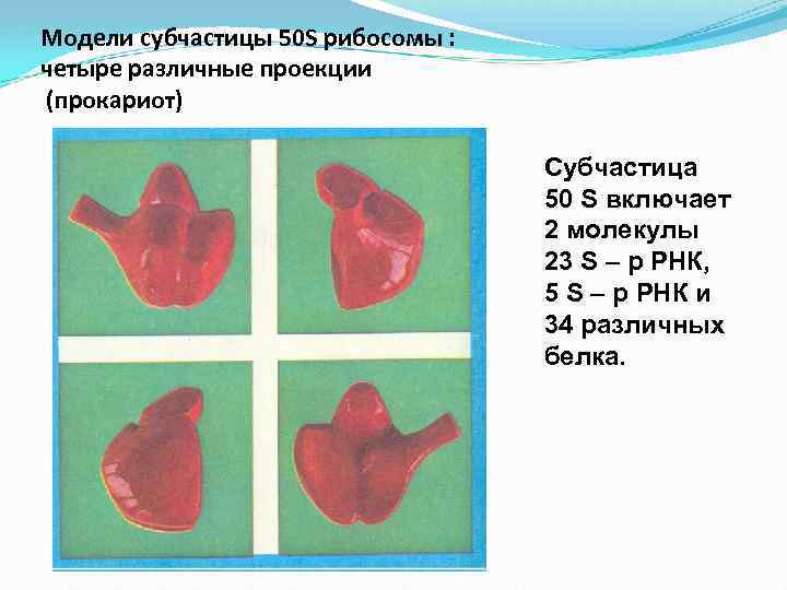 Модели субчастицы 50 S рибосомы : четыре различные проекции (прокариот) Субчастица 50 S включает