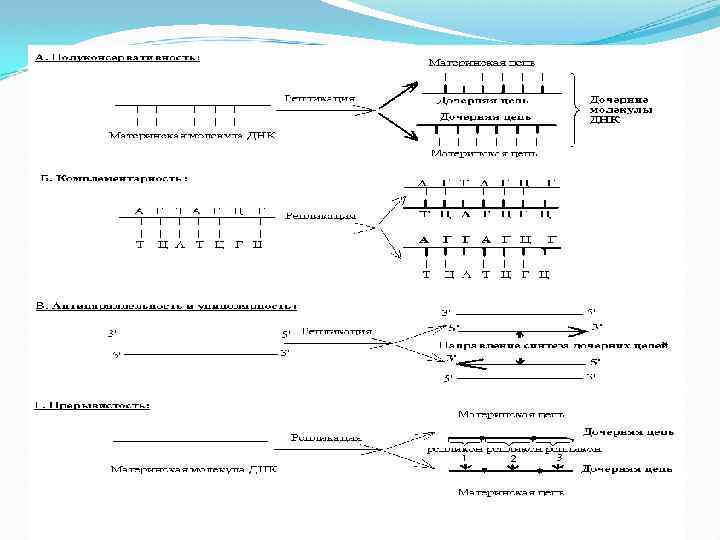 Дочерняя цепь днк. Реализация генетической информации схема. Стадии реализации наследственной информации. Этапы реализации генетической информации.