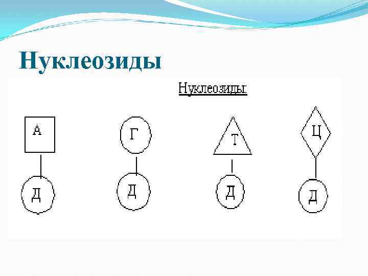 Нуклеозиды 