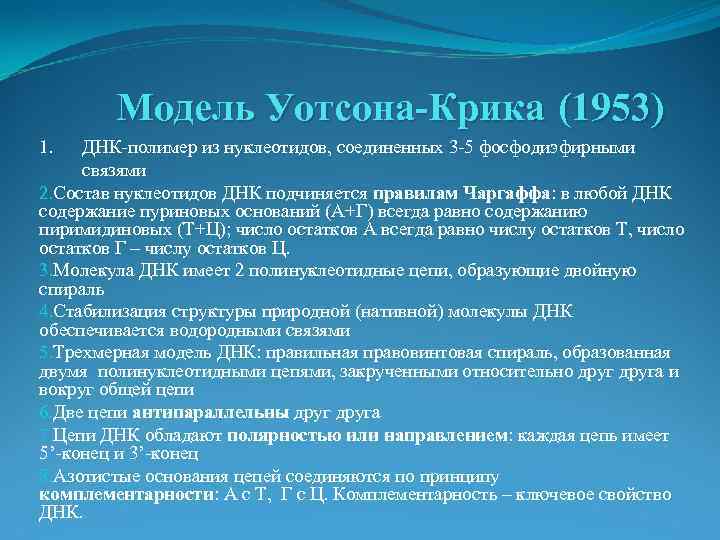 Модель Уотсона-Крика (1953) 1. ДНК-полимер из нуклеотидов, соединенных 3 -5 фосфодиэфирными связями 2. Состав