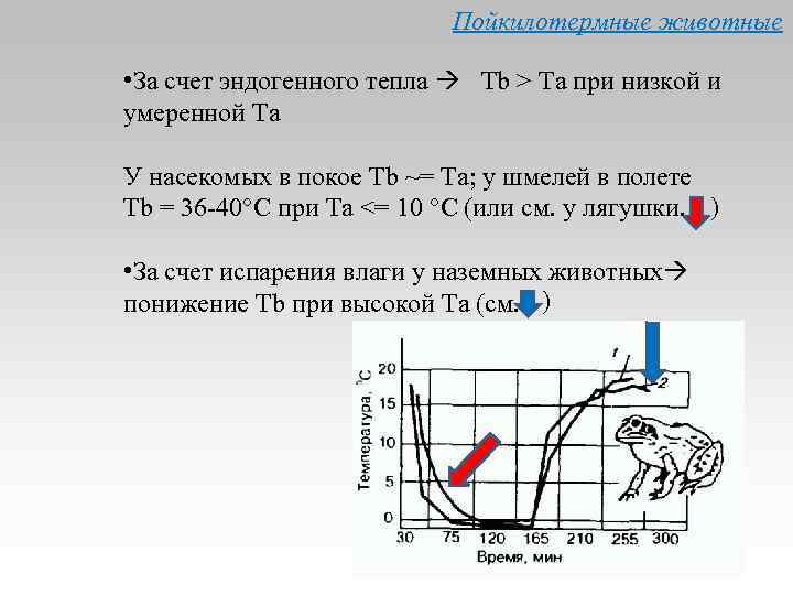 Пойкилотермные животные • За счет эндогенного тепла Тb > Ta при низкой и умеренной