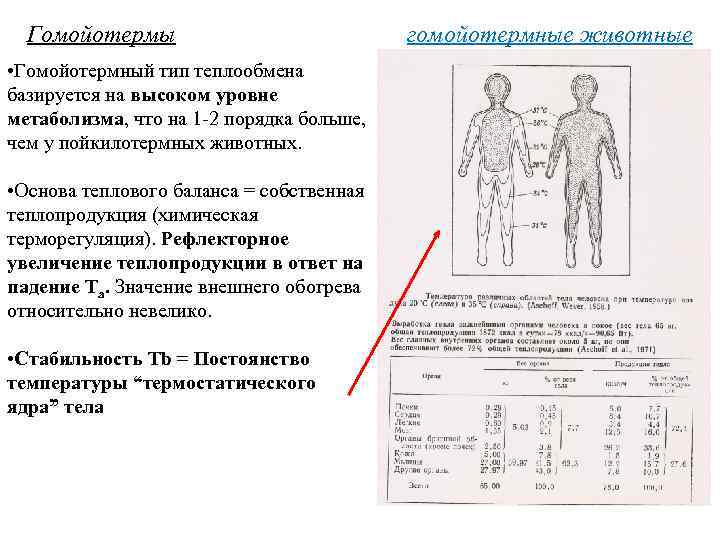 Гомойотермы • Гомойотермный тип теплообмена базируется на высоком уровне метаболизма, что на 1 -2