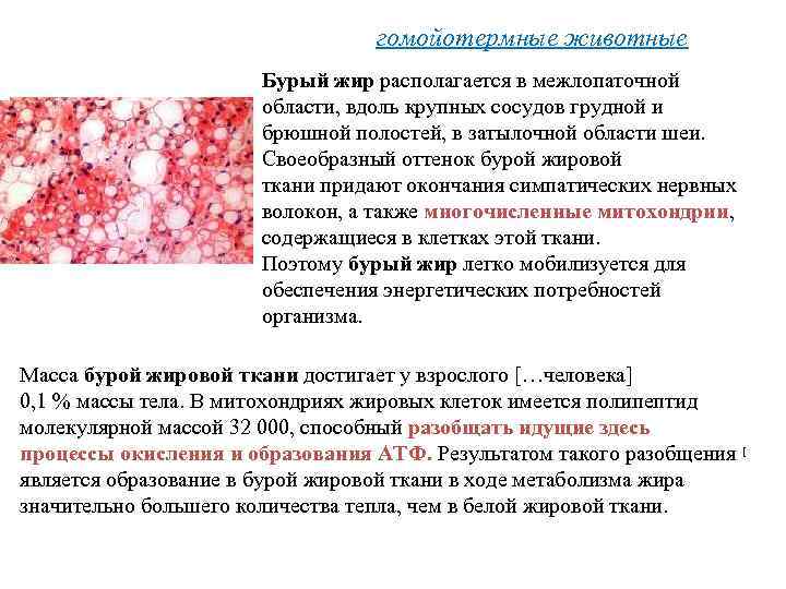 гомойотермные животные Бурый жир располагается в межлопаточной области, вдоль крупных сосудов грудной и брюшной