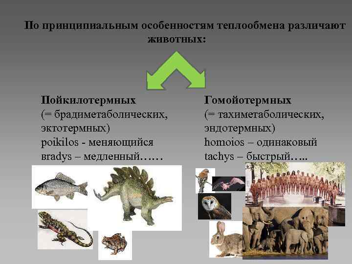 По принципиальным особенностям теплообмена различают животных: Пойкилотермных (= брадиметаболических, эктотермных) poikilos - меняющийся вradys