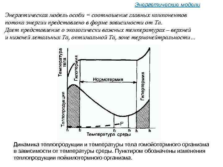 Энергетические модели Энергетическая модель особи = соотношение главных компонентов потока энергии представлено в форме