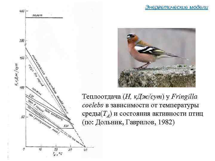 Энергетические модели Теплоотдача (Н, к. Дж/сут) у Fringilla coelebs в зависимости от температуры среды(ТА)