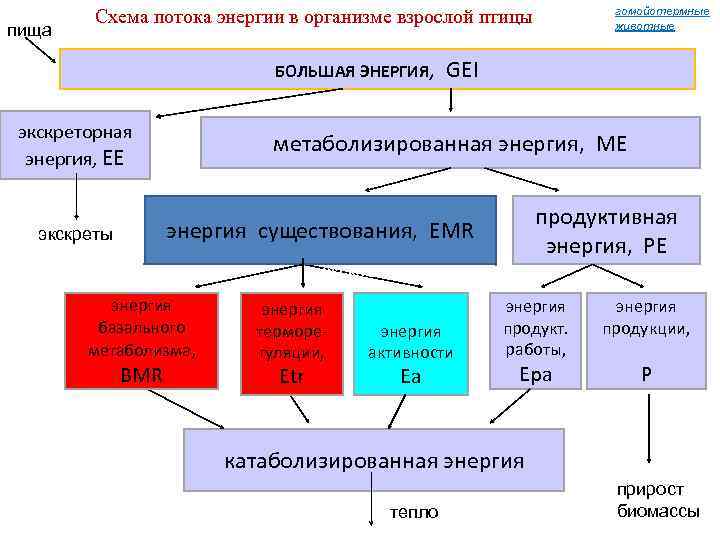 пища гомойотермные животные Схема потока энергии в организме взрослой птицы БОЛЬШАЯ ЭНЕРГИЯ, экскреторная энергия,