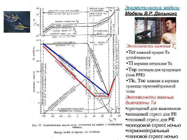 Энергетические модели Модель В. Р. Дольника Экологически важные Та • Tcr нижний предел Та