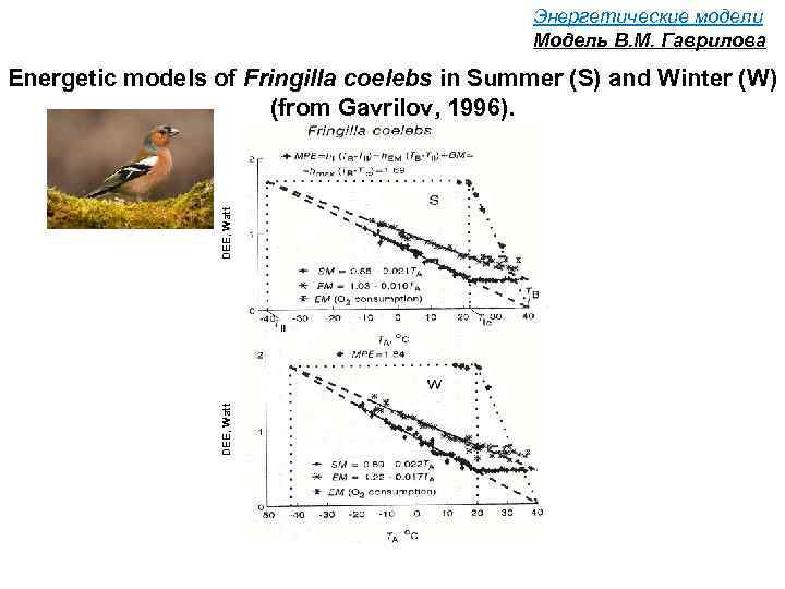 Энергетические модели Модель В. М. Гаврилова DEE, Watt Energetic models of Fringilla coelebs in