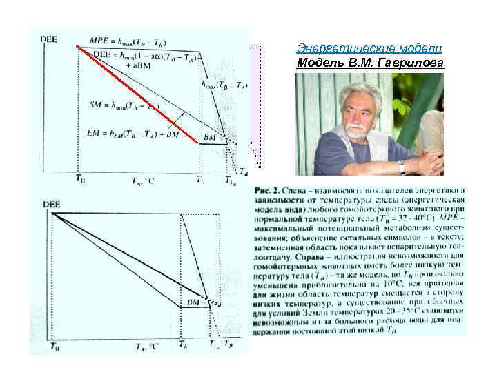 Энергетические модели Модель В. М. Гаврилова 