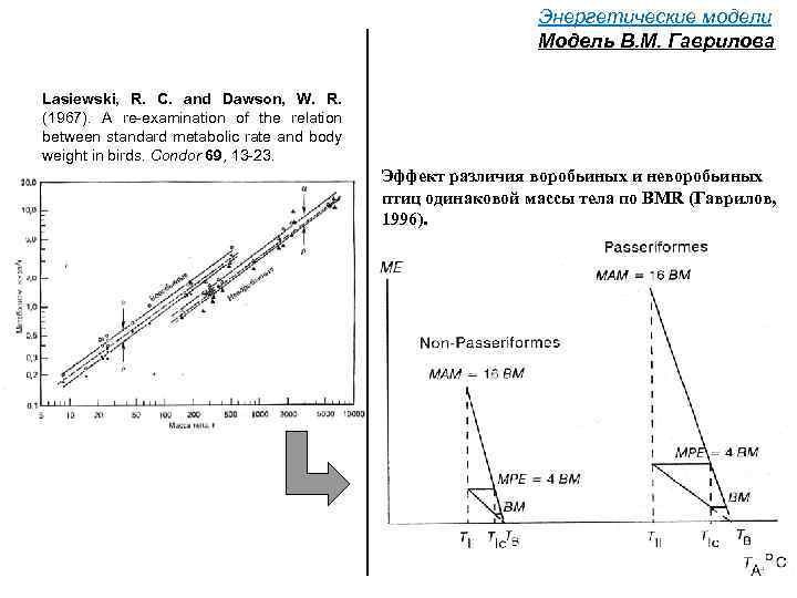 Энергетические модели Модель В. М. Гаврилова Lasiewski, R. C. and Dawson, W. R. (1967).
