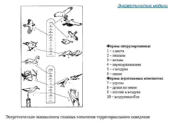 Энергетические модели Формы патрулирования: 1 – с места 2 – пешком 3 – вплавь