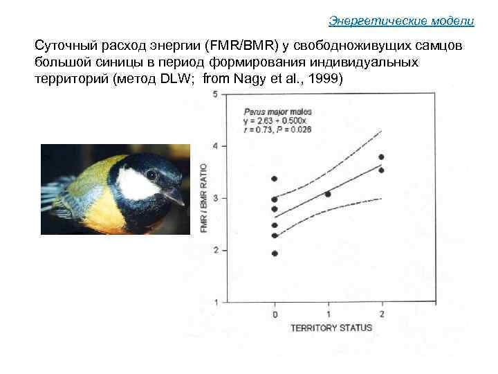 Энергетические модели Суточный расход энергии (FMR/BMR) у свободноживущих самцов большой синицы в период формирования