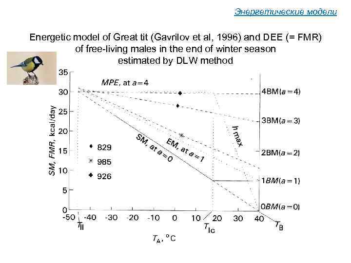 Энергетические модели Energetic model of Great tit (Gavrilov et al, 1996) and DEE (=