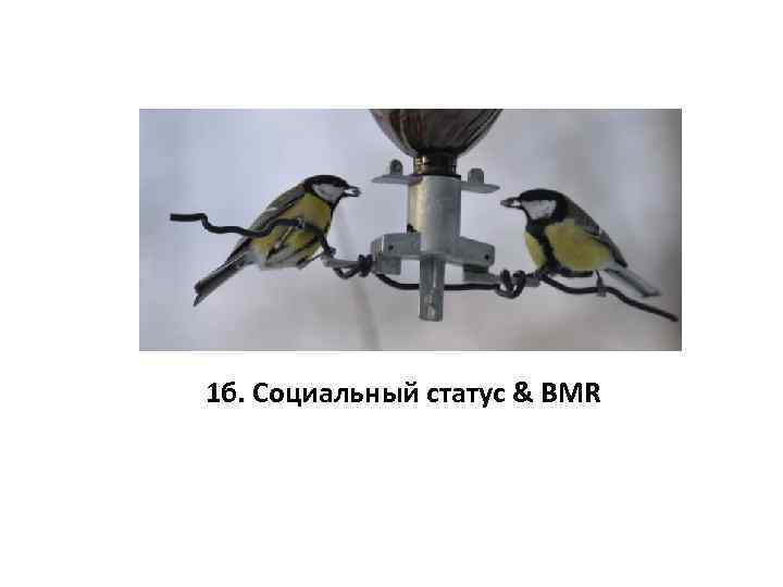 1 б. Социальный статус & BMR 