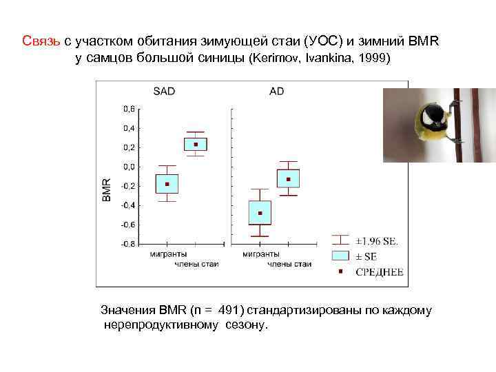 Связь с участком обитания зимующей стаи (УОС) и зимний BMR у самцов большой синицы