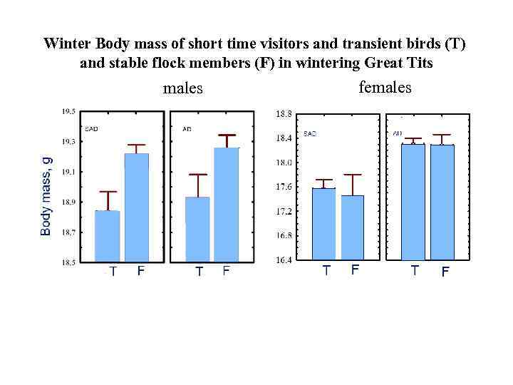 Winter Body mass of short time visitors and transient birds (T) and stable flock